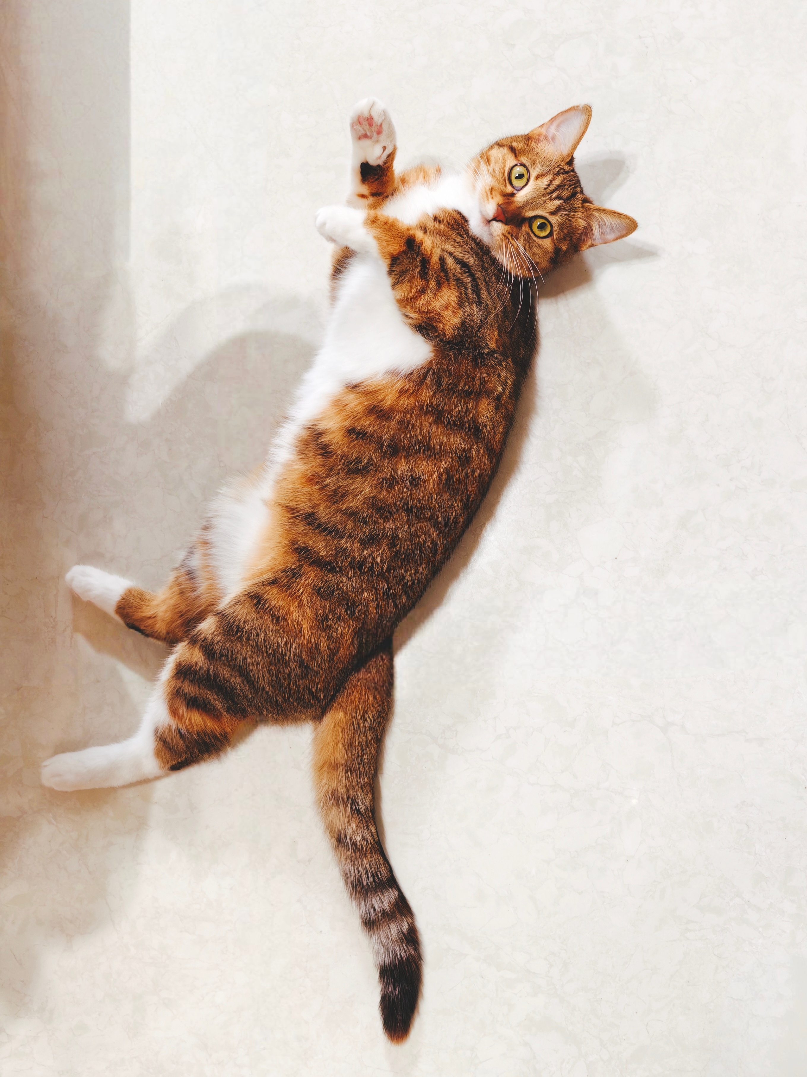 🐈 
