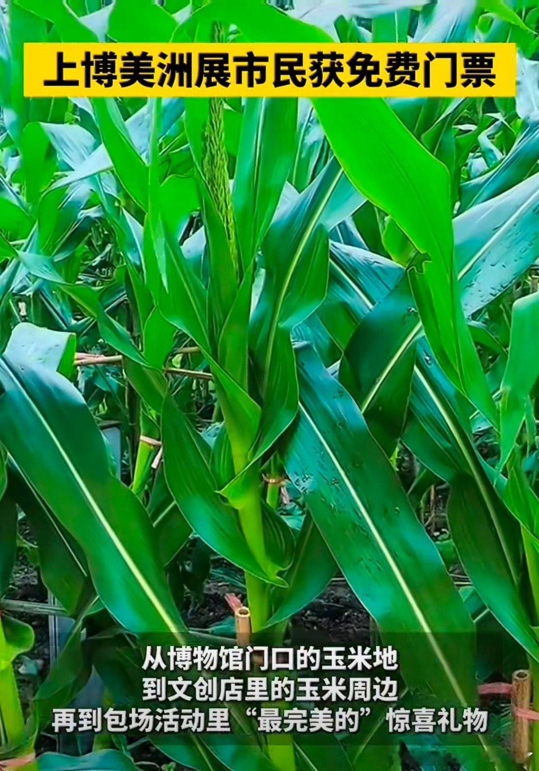 部分上海人收到上博美洲展门票谁还在蹲上博美洲展的门票，真的一票难抢！这场汇聚美洲