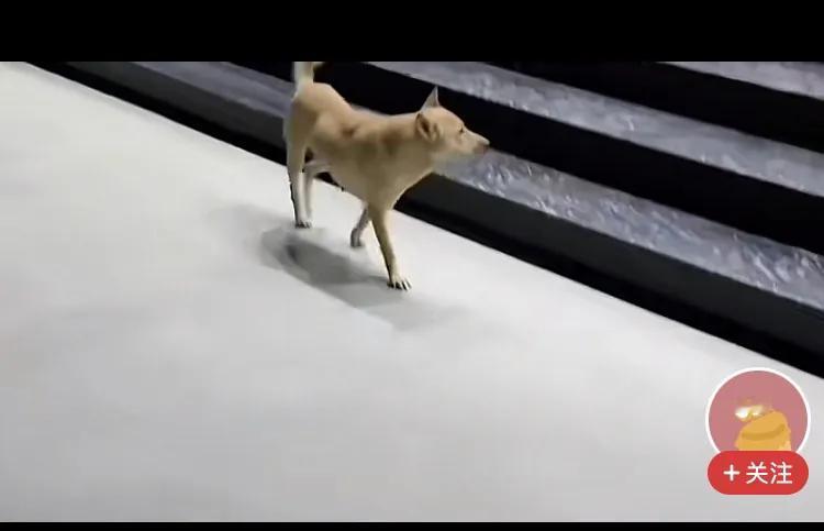 昨天晚上小松老丈人家养的二条狗突然一条失踪了，按理说狗很有灵性的，即使跑得很远也