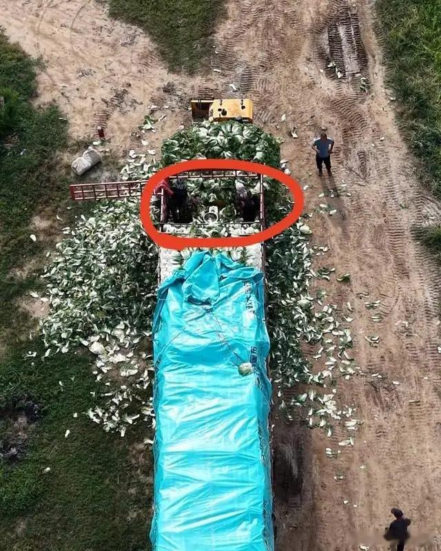 河北有关地方及部门要清醒、敏感：甲醛大白菜惊动了人民日报，意味着什么？这不是一件