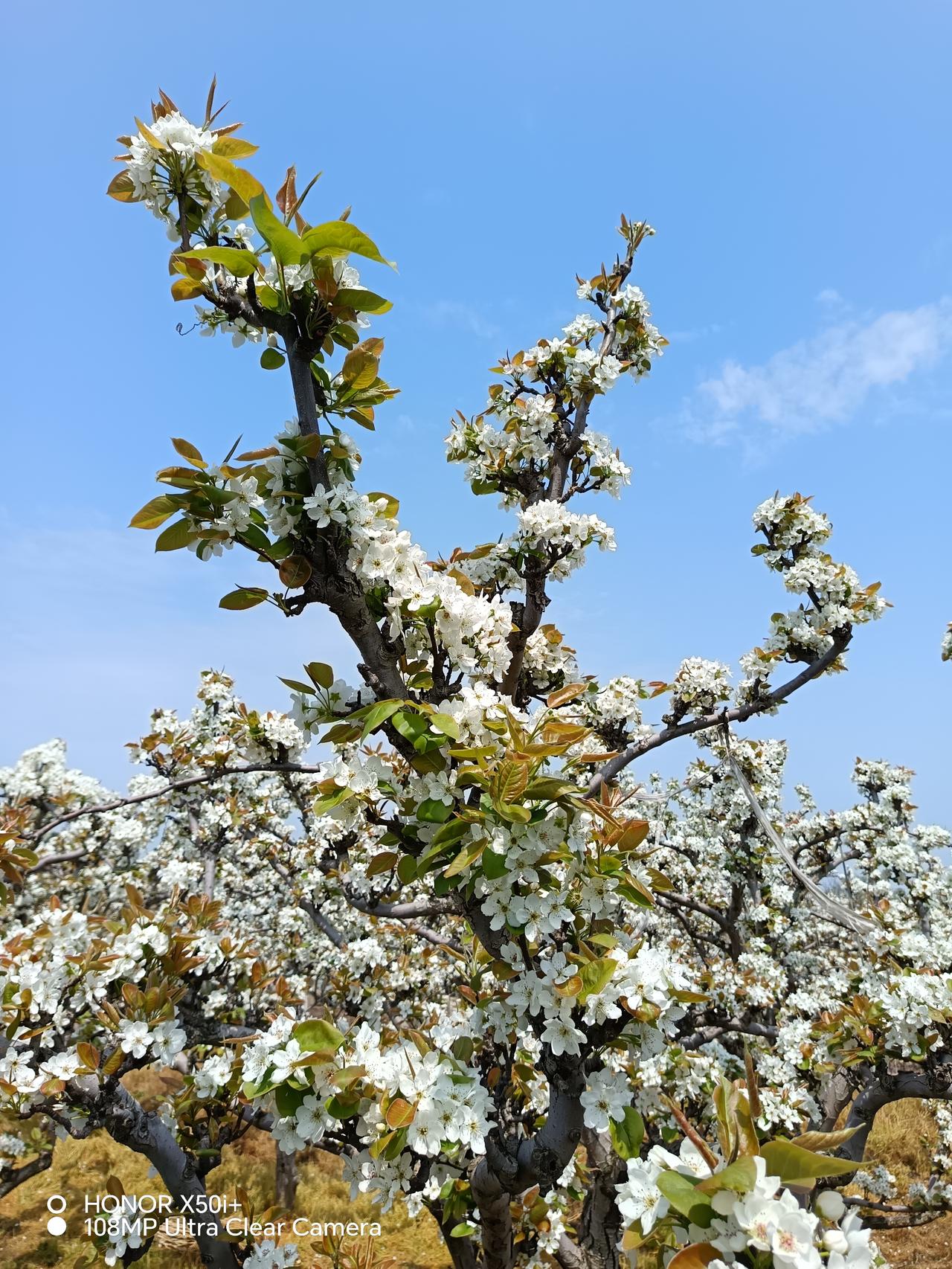 发一张你相册最近拍的花树山梨花