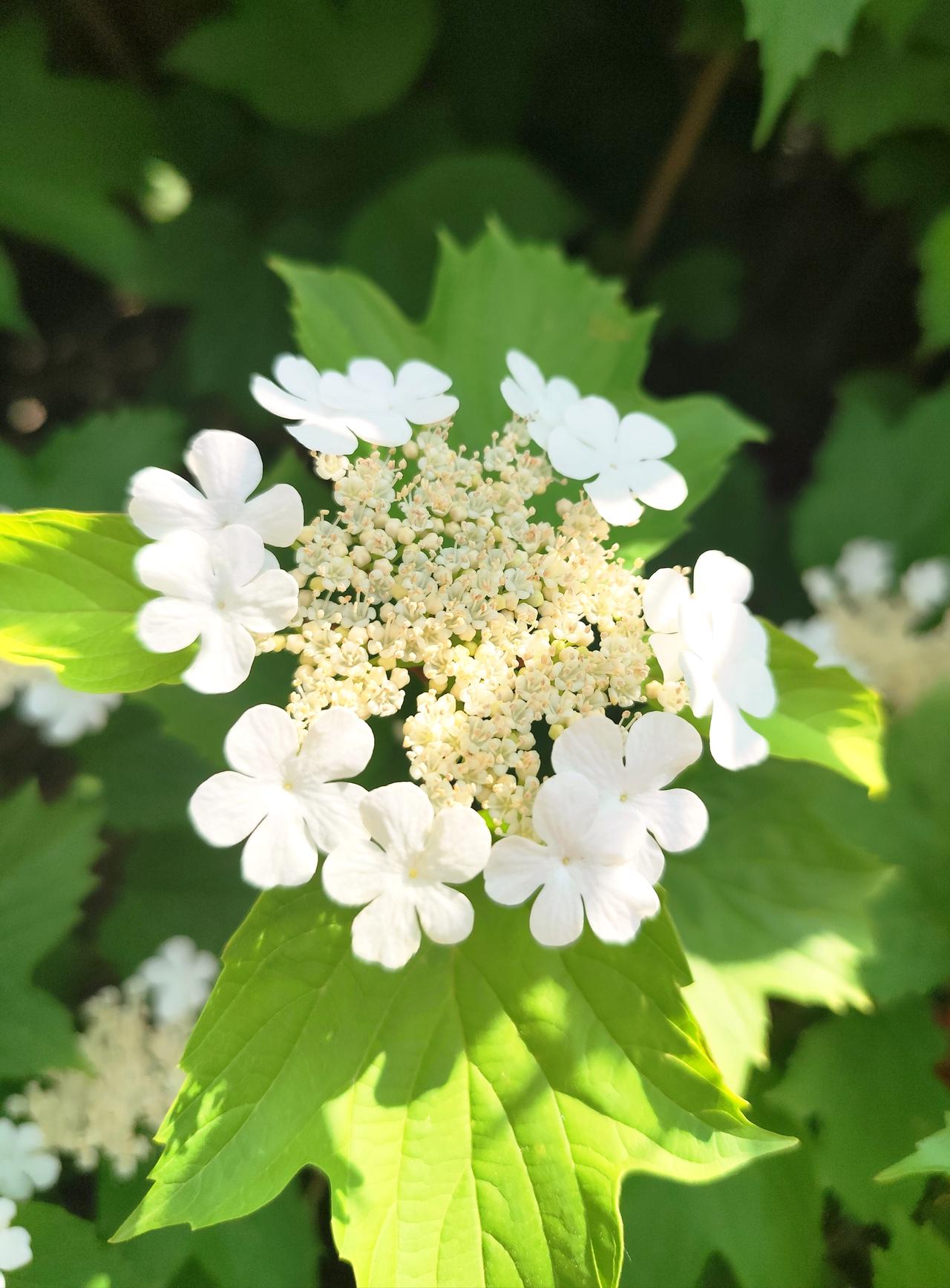 清新雅致的《欧洲荚蒾》
   又称欧洲雪球、欧洲琼花，是北方经典的园林观赏灌木。