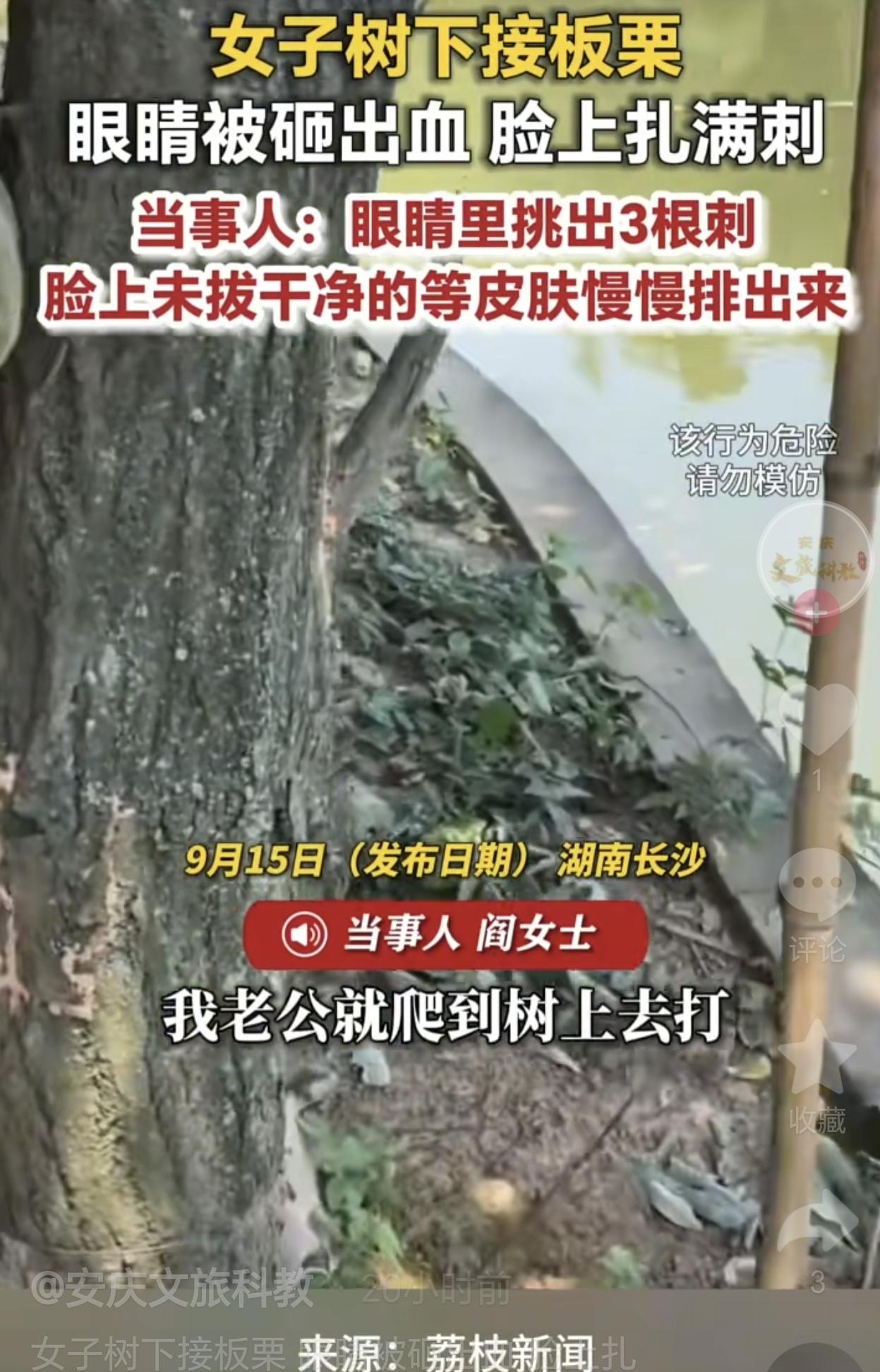 9月15日，湖南长沙，一女子和家人上山打板栗，女子直接站在树下捡，当时，丈夫发现