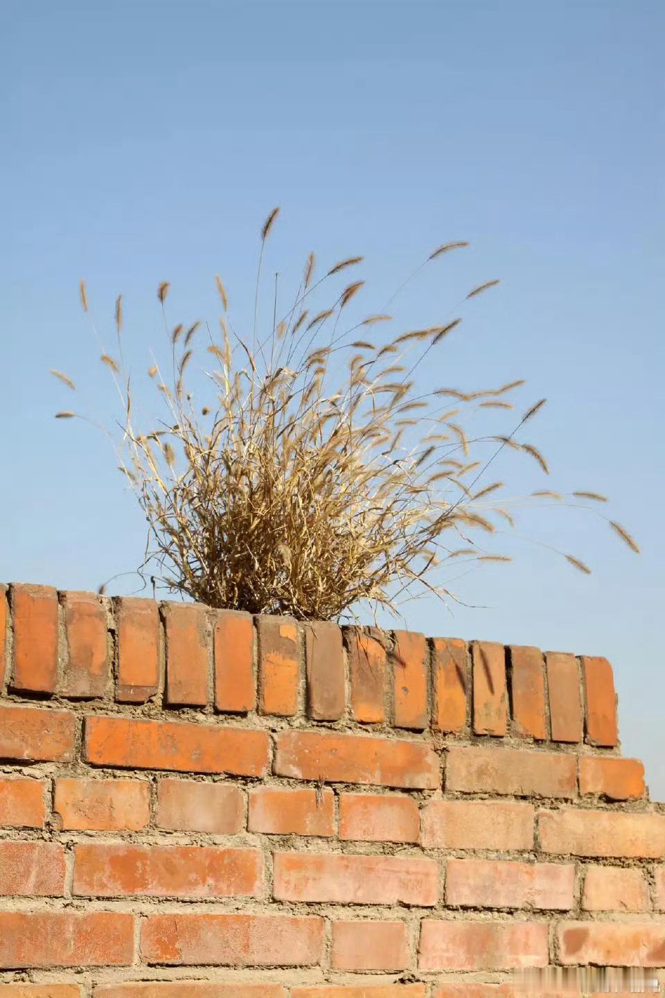 今天这图很火啊墙头草枯萎了 