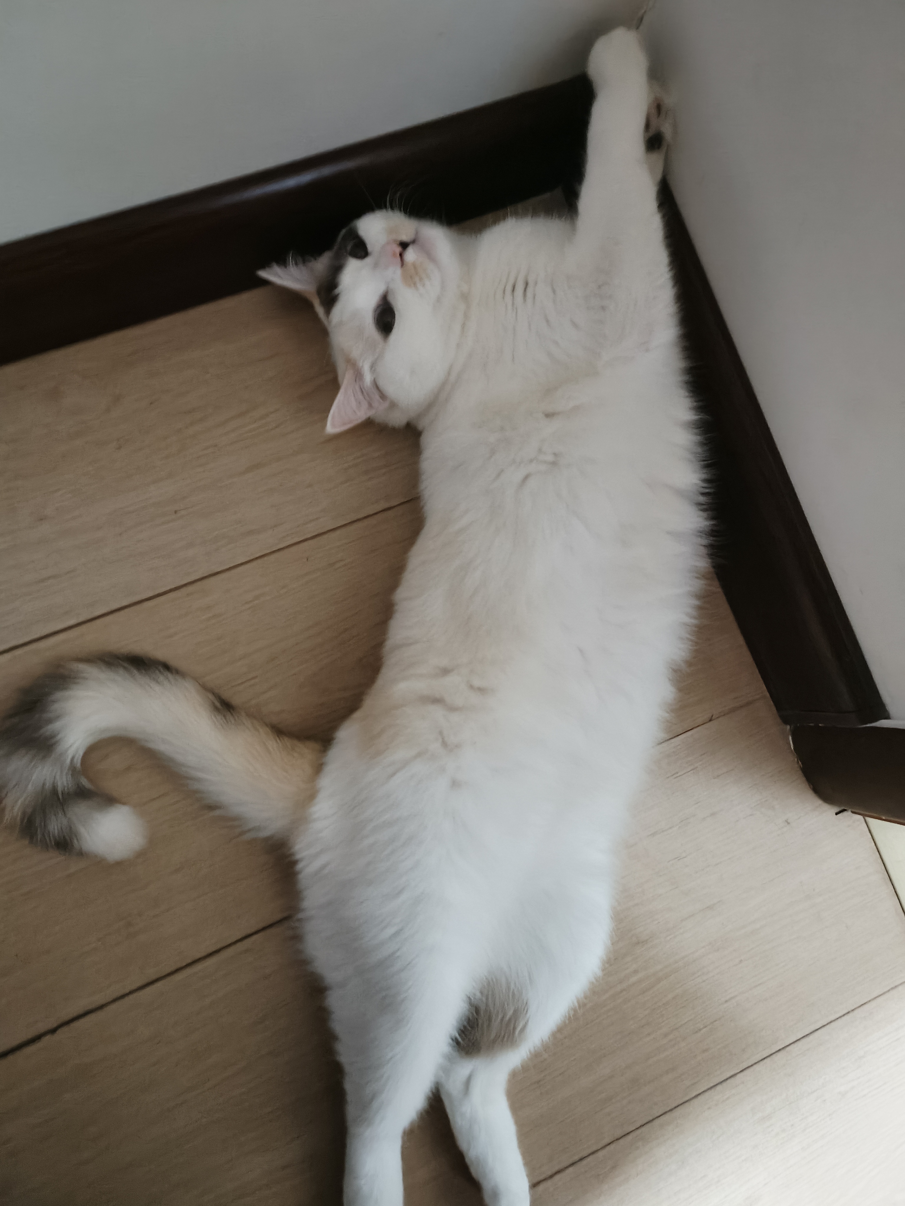 快一个月没回家了，我家小猫咪已经从图3变成了前面这样的小坦克每天在监控里，只能看