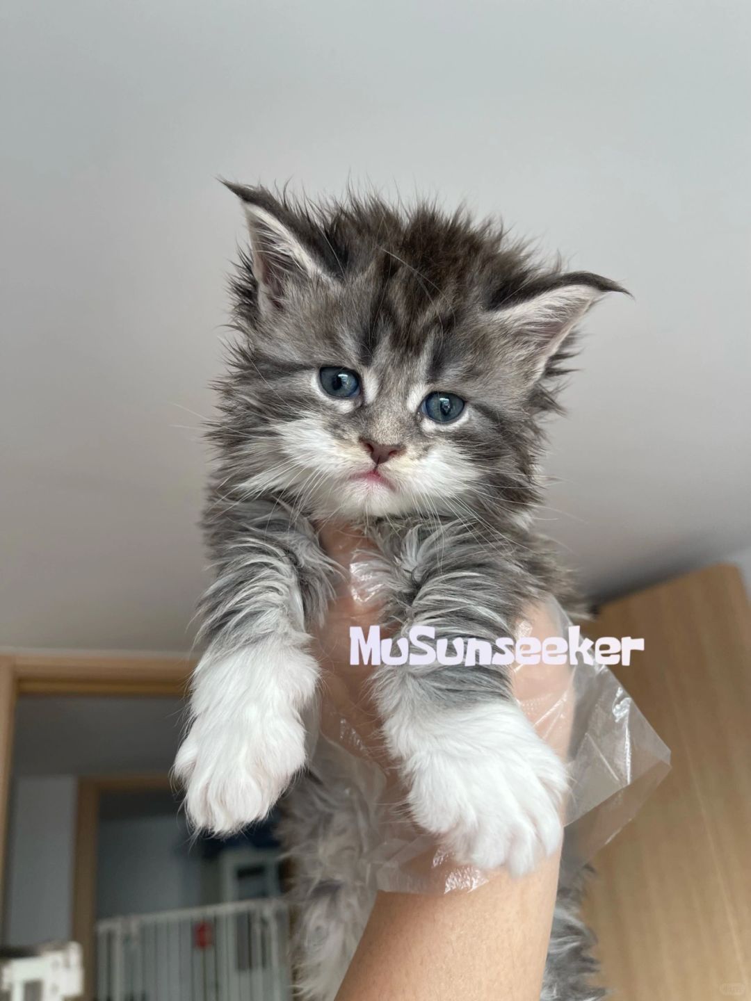 缅因｜请把我的小可爱还给我