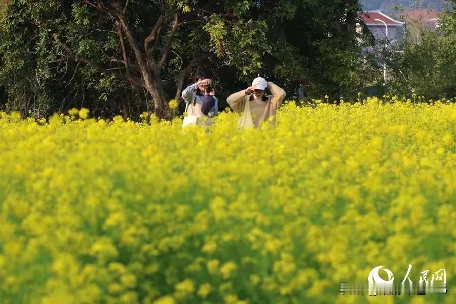 油菜花开

春风拂过田野黄，  
油菜花开满地香。  
金浪翻涌连天远，  
蜂