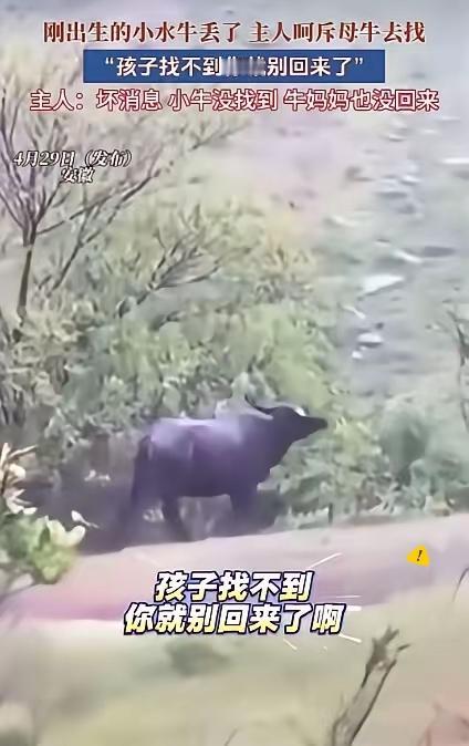 哭笑不得！安徽农户家母牛弄丢幼崽，主人一顿数落，母牛的反应太通人性
 
都说万物