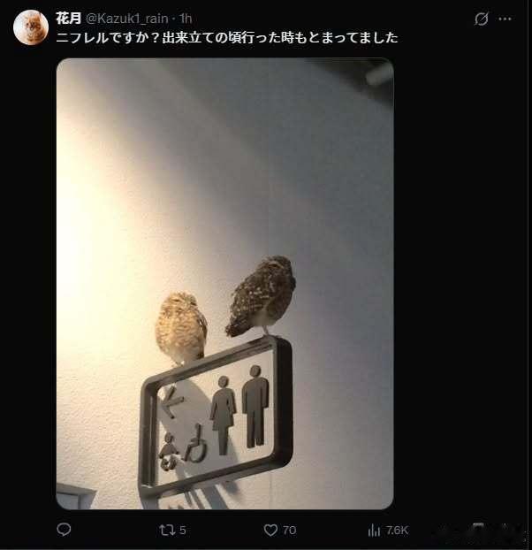 推主发现厕所牌子上面站了一只猫头鹰，觉得很可爱所以拍了发到了推上，结果陆续有不少
