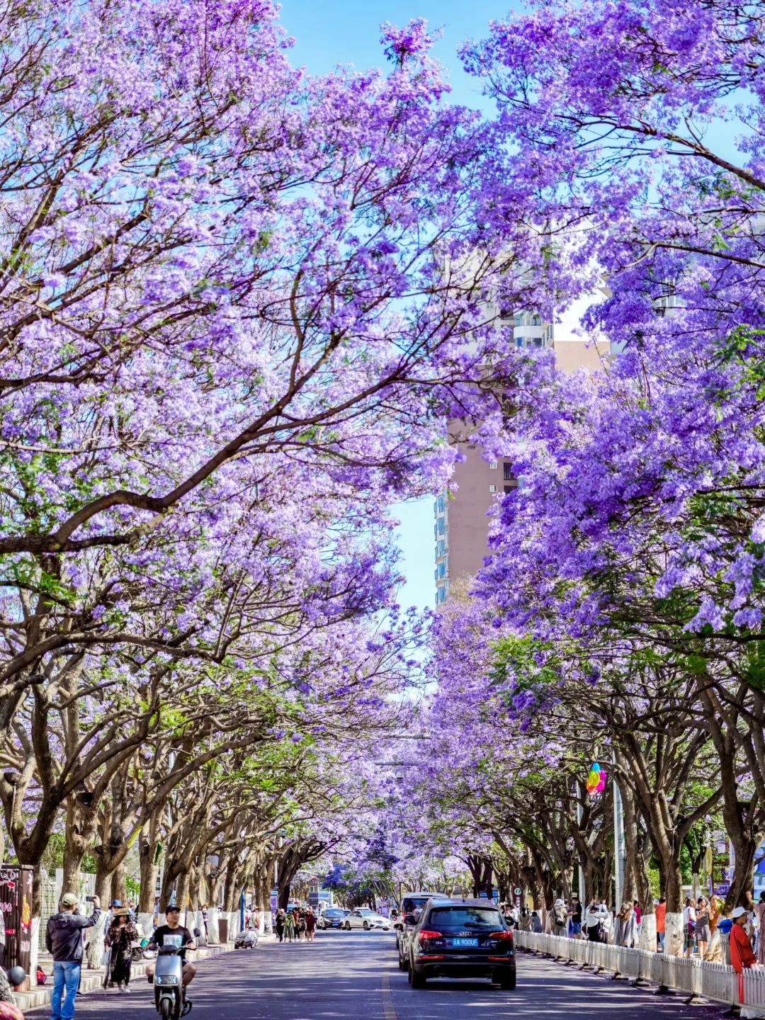 春天来昆明💐直接复制这条一日游路线！