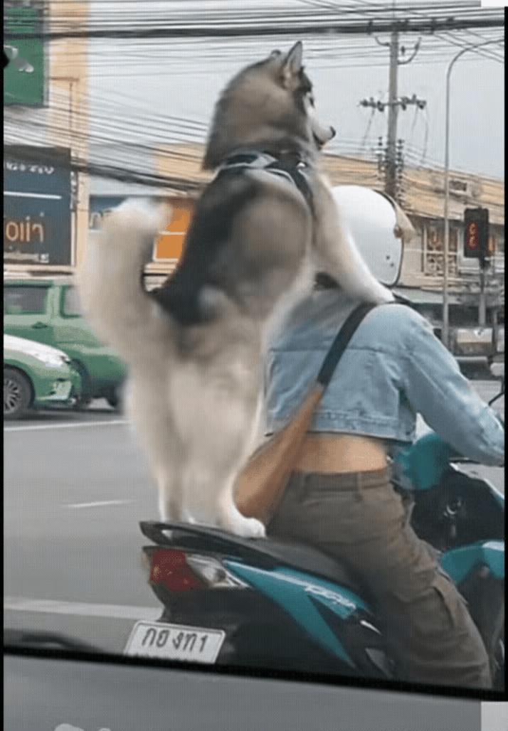 这狗尾巴摇的？