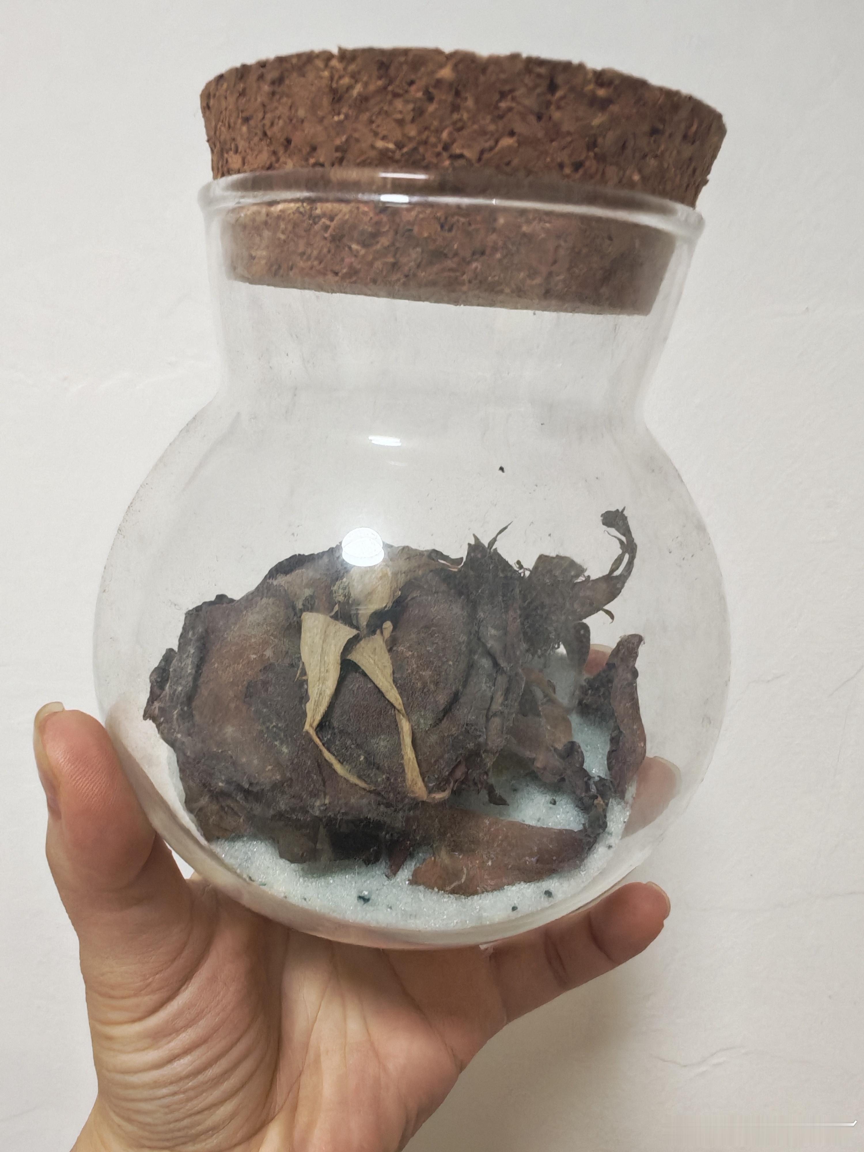 如梦的花都发霉了 咋整 