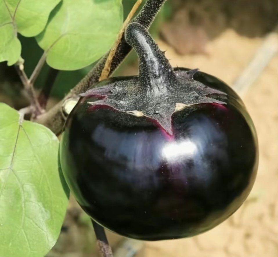 车厘子你爱吃吗 超市有卖的: 我这个才是车厘子！ 