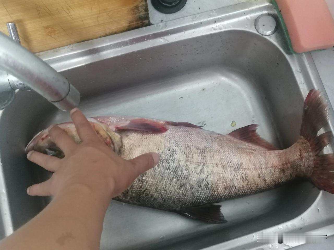 现在凌晨三点，值得吹一生的时刻，我在天门汉北河夜钓中获一尾15斤的巨型野生胖头，
