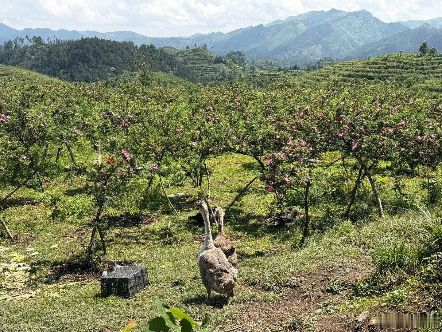 把自己还给自然，树荫下听鸟鸣，山脊上等风来邂逅那些在城市里见不到的小精灵😆 