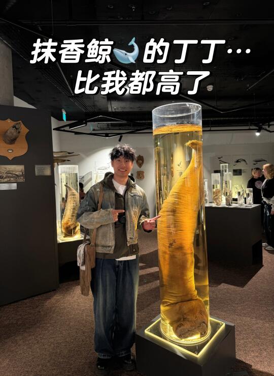 打卡冰岛丁丁博物馆！