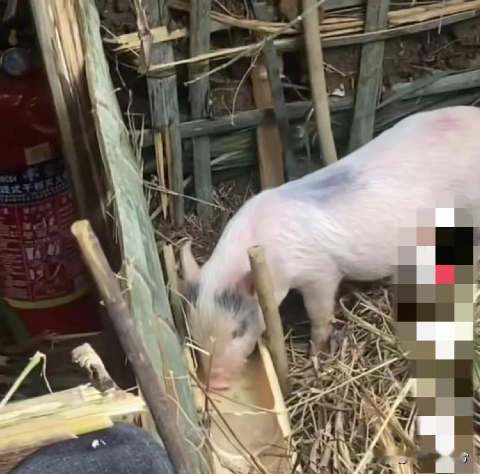 荒野求生“我和我的猪队友”开赛第三天，有早早退赛的，有鸡飞狗跳的，也有搭好猪圈过