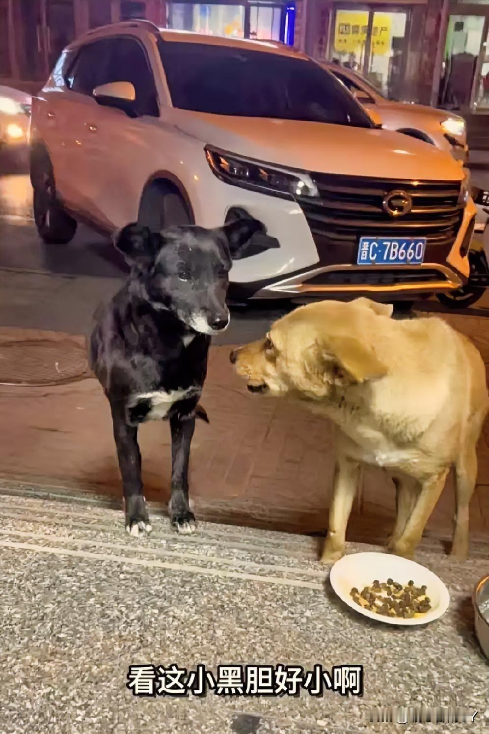 夜幕笼罩下的街头，流浪狗妈妈“大黄”领着一家老小（大黑与小黑）带着几分怯意却又无