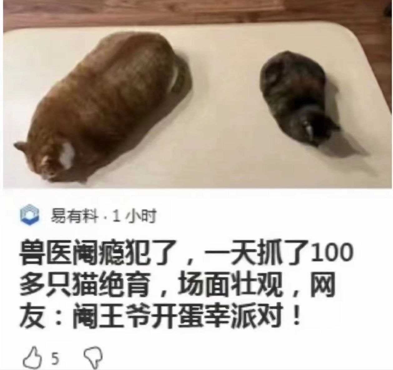 ？猎蛋时刻