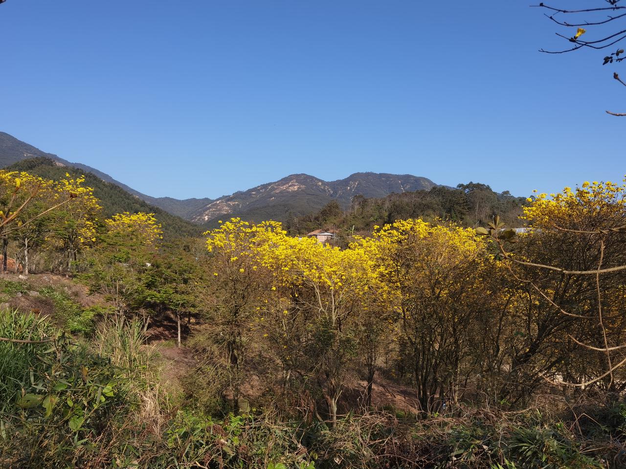 老爸腿脚不便，老母亲按我们这习俗不能上山祭扫。今年清明，祭扫的重任便落到了800