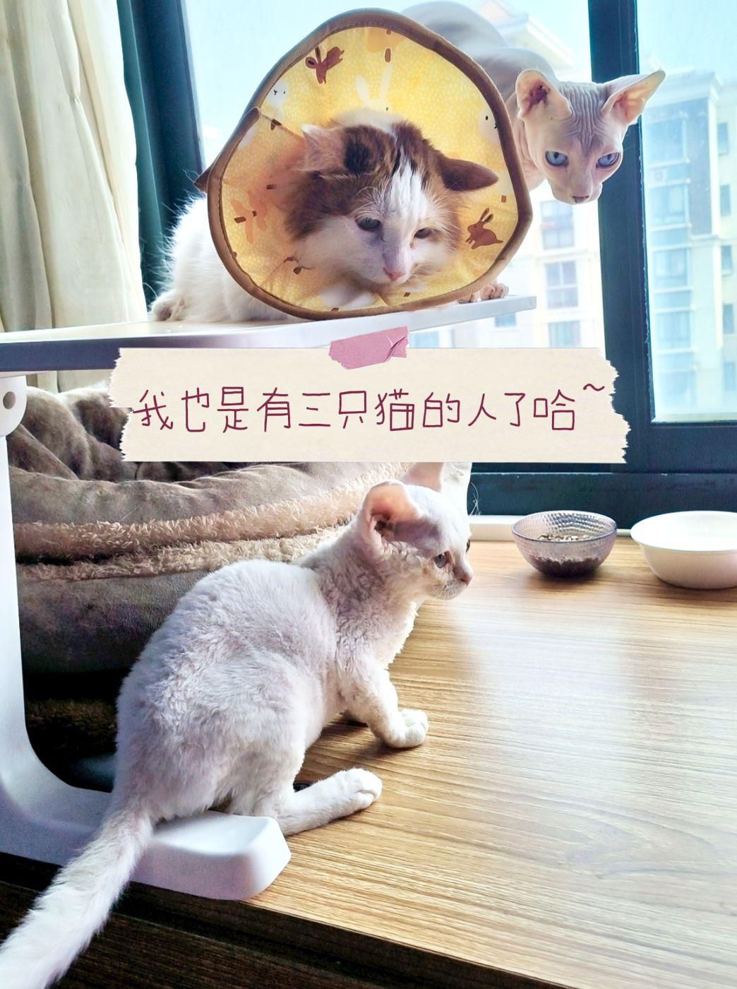 我也是有三只猫的人了哈~喵星人 猫咪 猫咪的迷惑行为 德文卷毛猫