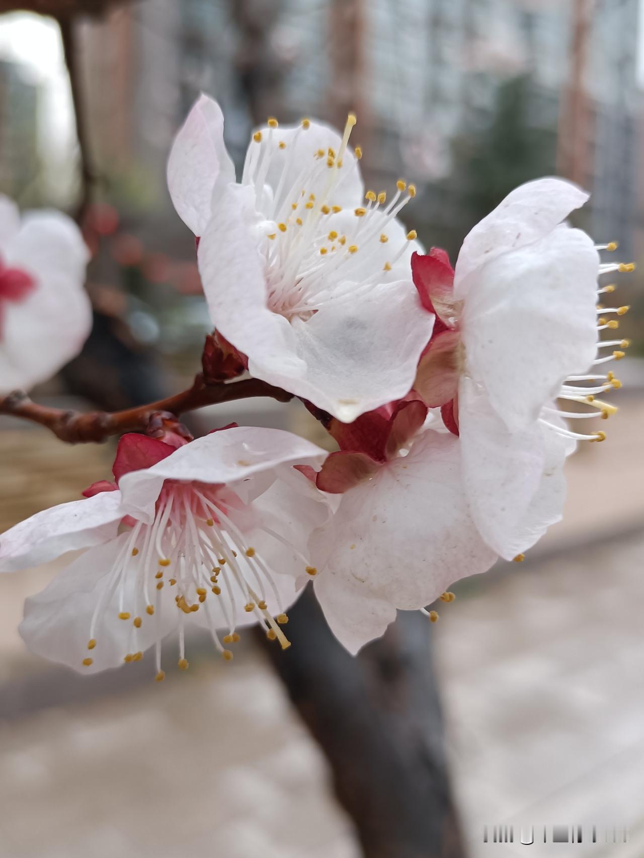 刚下完雨，杏花湿漉漉的，这才是春天的味道。​

微雨洗尽尘俗，杏花轻绽枝头，随手