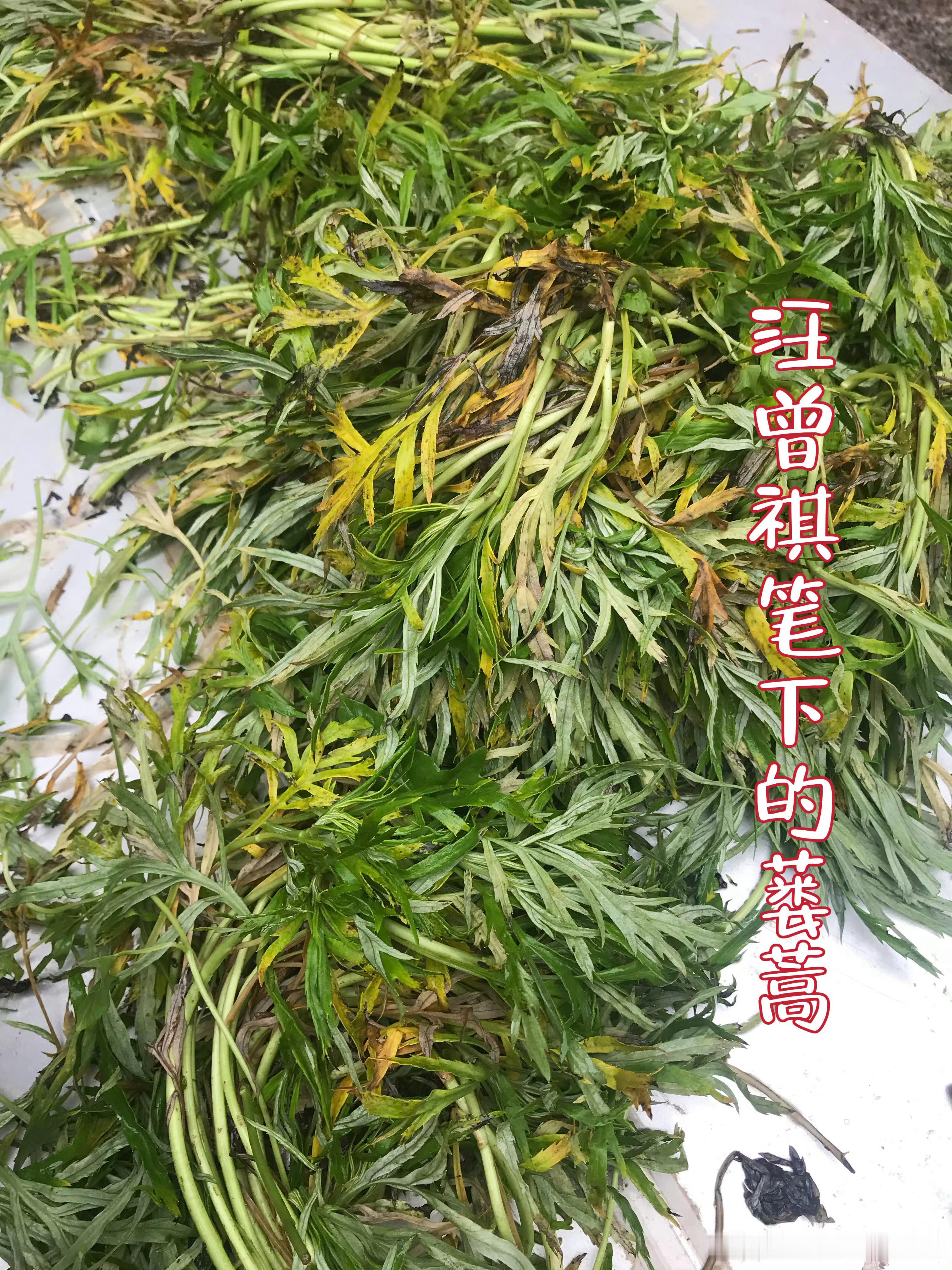阅读汪曾祺《一食一味》，全集12卷都看完了，还是再购专集来读。《故乡的野菜》“凡