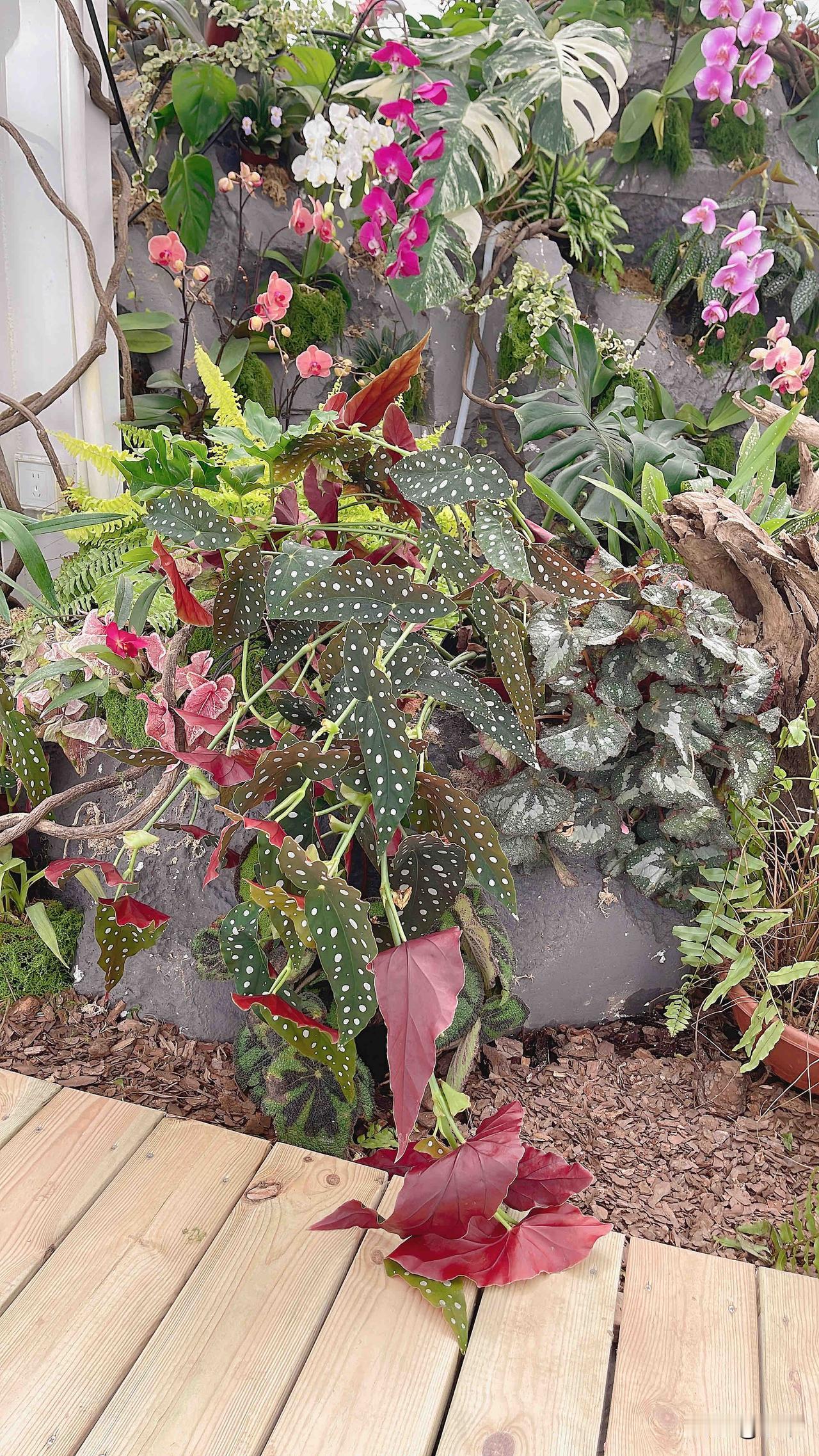 分享一张你最近拍的花我见过最美的花，花花世界