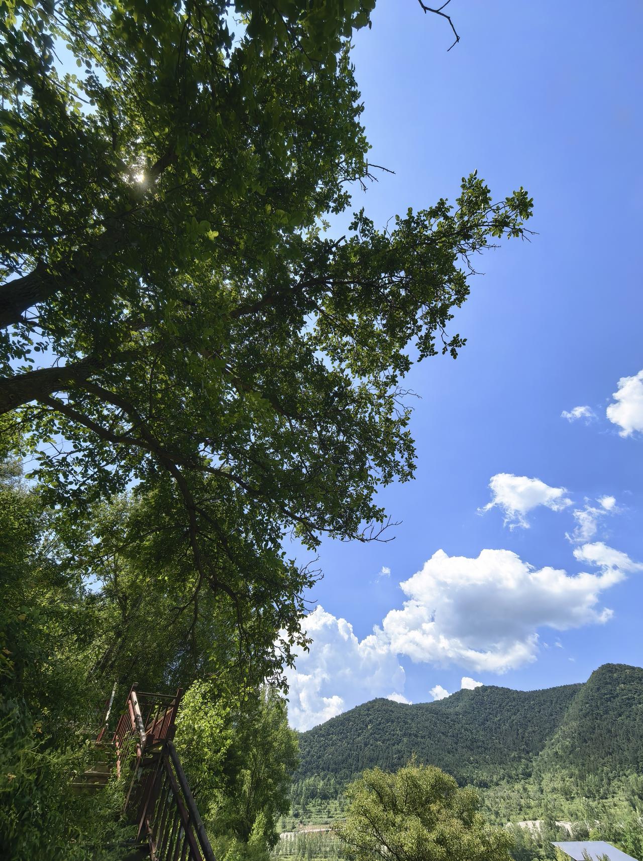 【随手拍与打油诗】：山腰纳凉

山西陵川避暑期间，常在山腰松树林中小坐。此刻清风