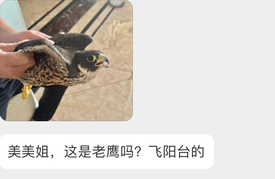 是一只【游隼】哦！二级保护鸟类尽快放了就行 小心被它抓伤 ​​​