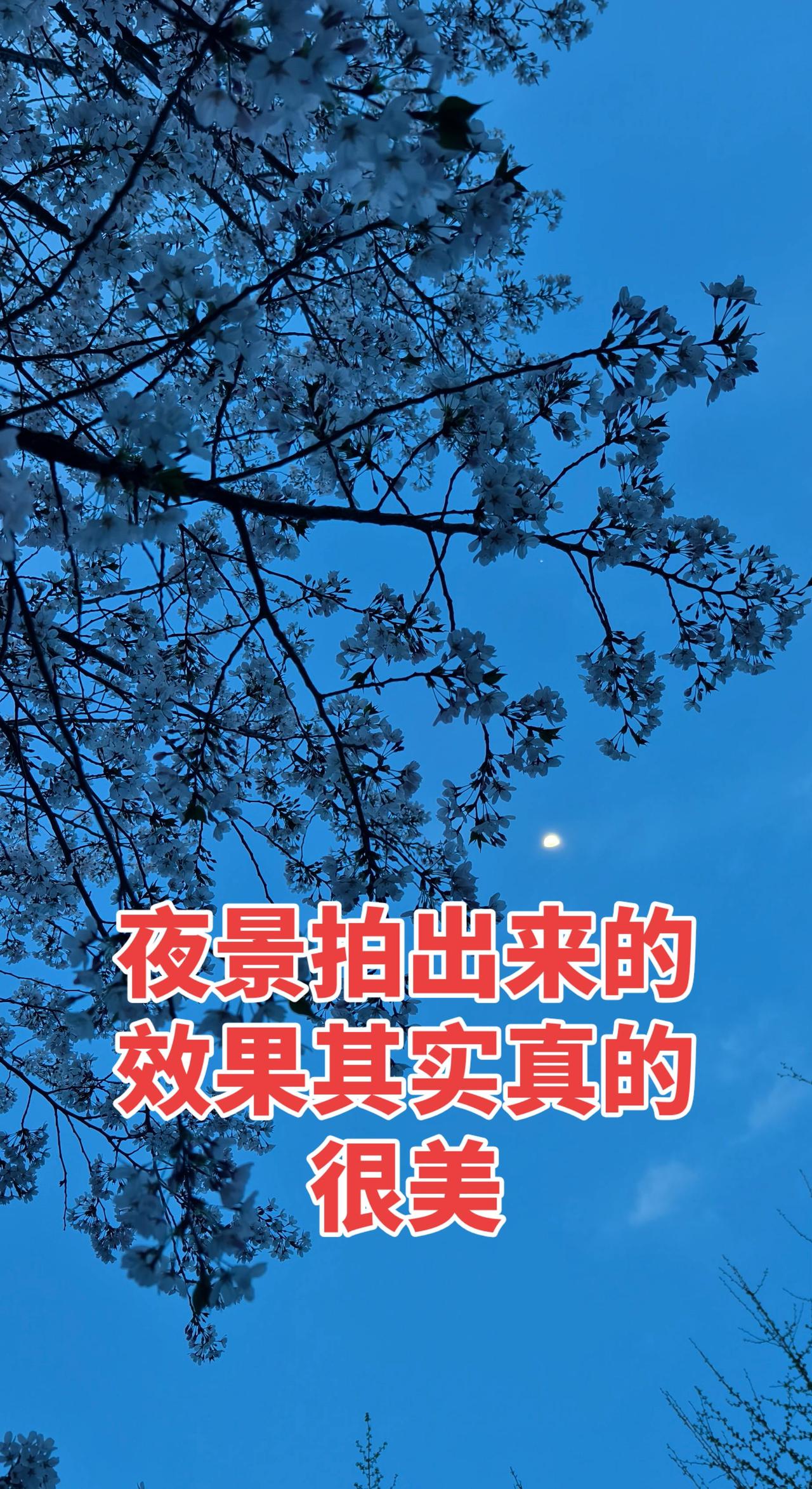 月与树 一起看月亮 在树梢窥见了春意 树与月影