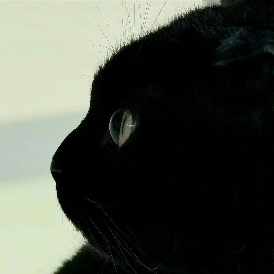 🐱吸吸盛夏壁纸大放送动漫仲夏狂欢季