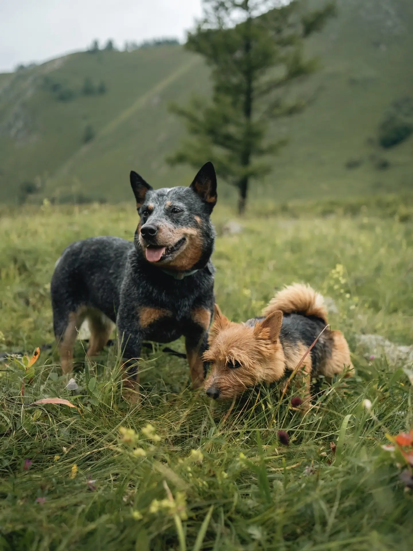 和小狗当野人的第N天！