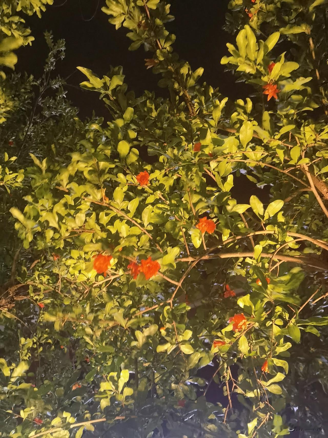 记录我的2026初夏的夜晚，石榴花美得像一场梦。石榴花在夜色里，红得像燃烧的火焰