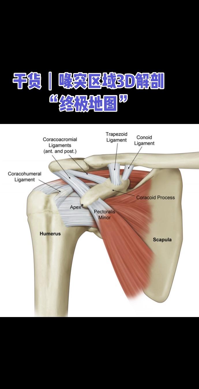 干货 | 喙突区域3D解剖“终极地图”Jorge Chahla & P...
