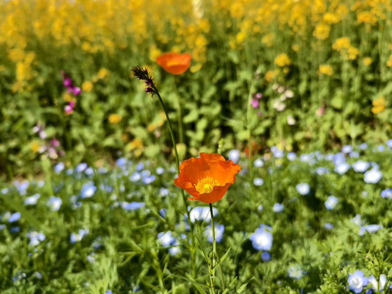 无力提升已经成年的女儿自信心！

大二了，还是那么社恐，不自信。。有人在，就放不