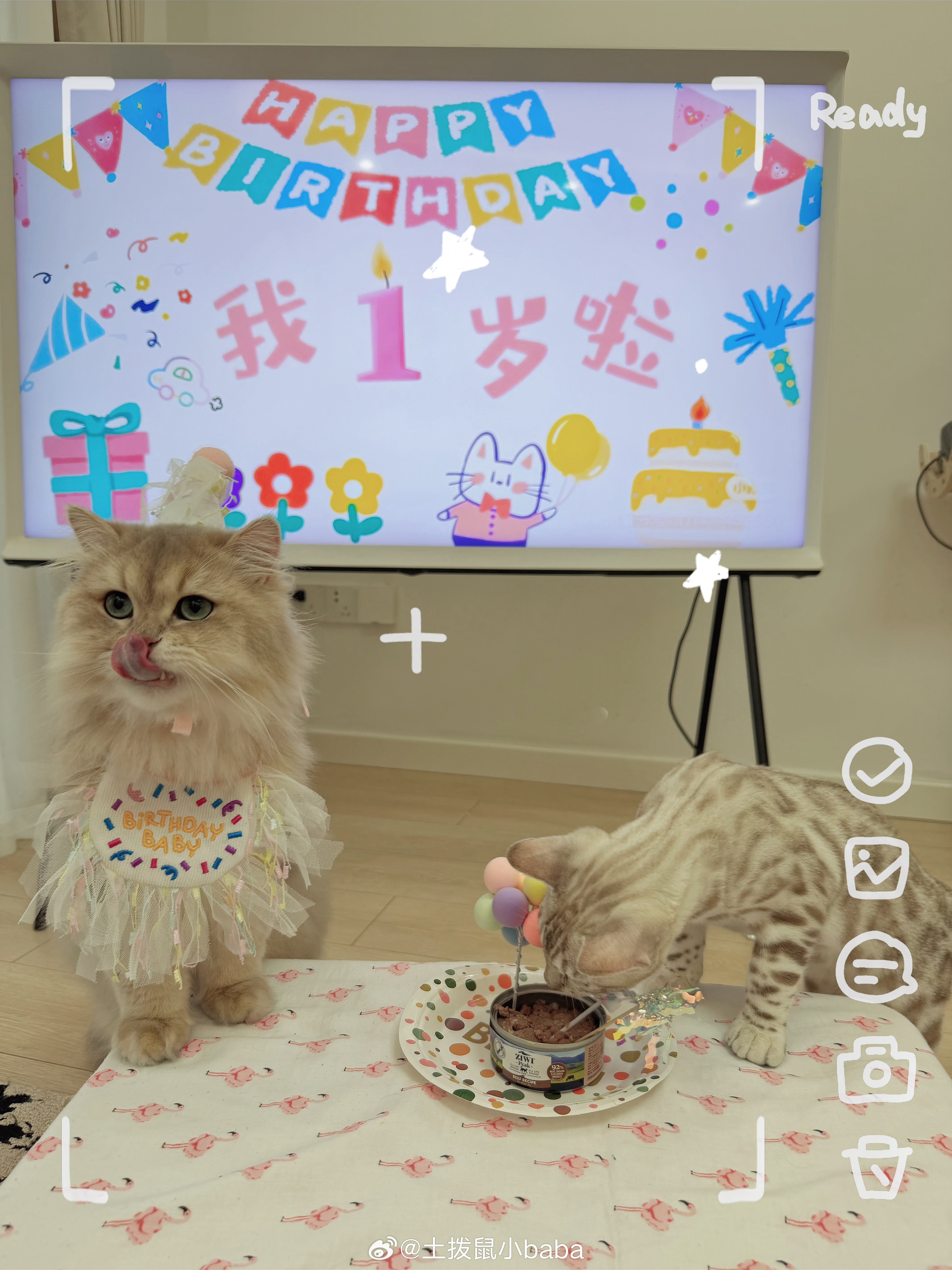 叮🔔快来祝呼呼宝贝🐈一岁生日快乐🎂🎊猫咪生日
