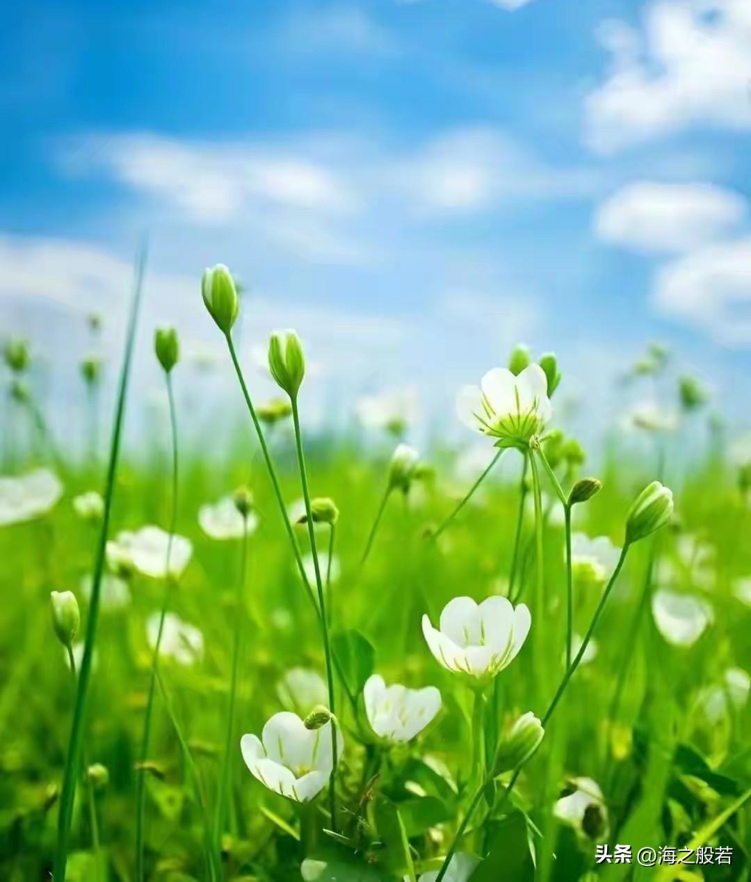 春天是一块糖

             ——海之般若

春天是一块糖
甜蜜着所