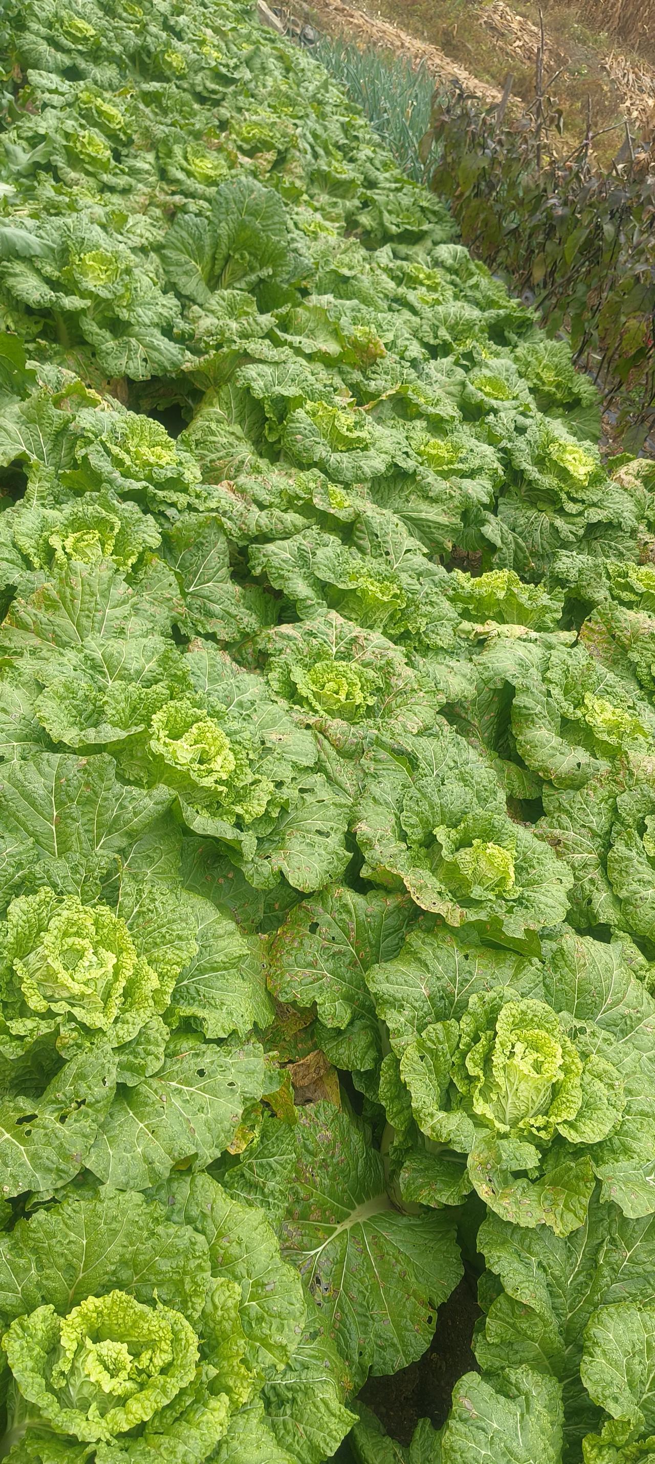 人家收玉米，我收大白菜。