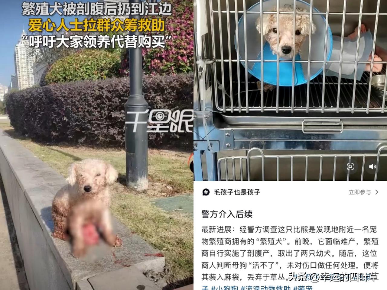 温州这只比熊的遭遇太让人心疼又愤怒！难产剖腹取崽后被随意丢弃，肠道裸露惨不忍睹，