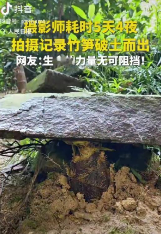 “这竹笋做梦都没想到它上人民日报了！”一摄影师耗时5天4夜拍竹笋，不料，在拍摄时