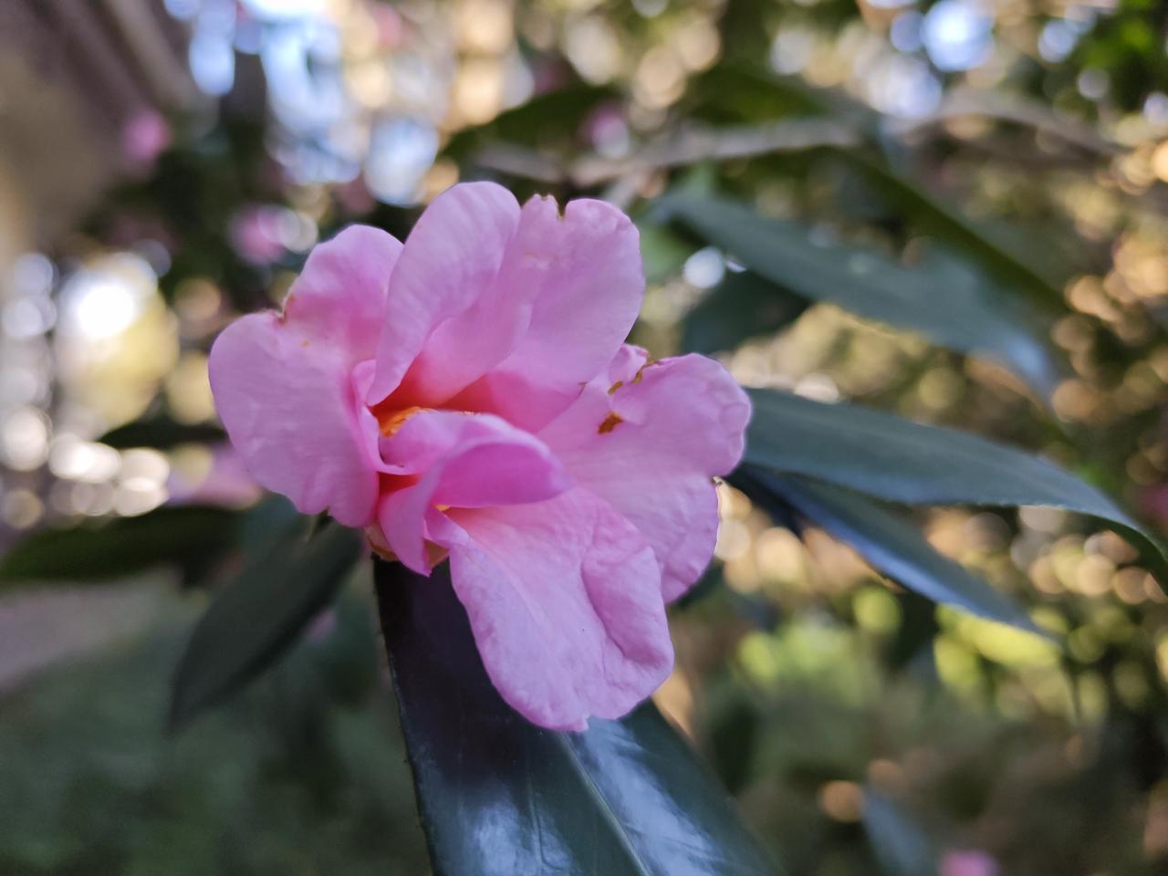 春天的脚步越来越近了，你看那开满枝头的山茶花和那含苞待放的腊梅花，已经开始迎接新