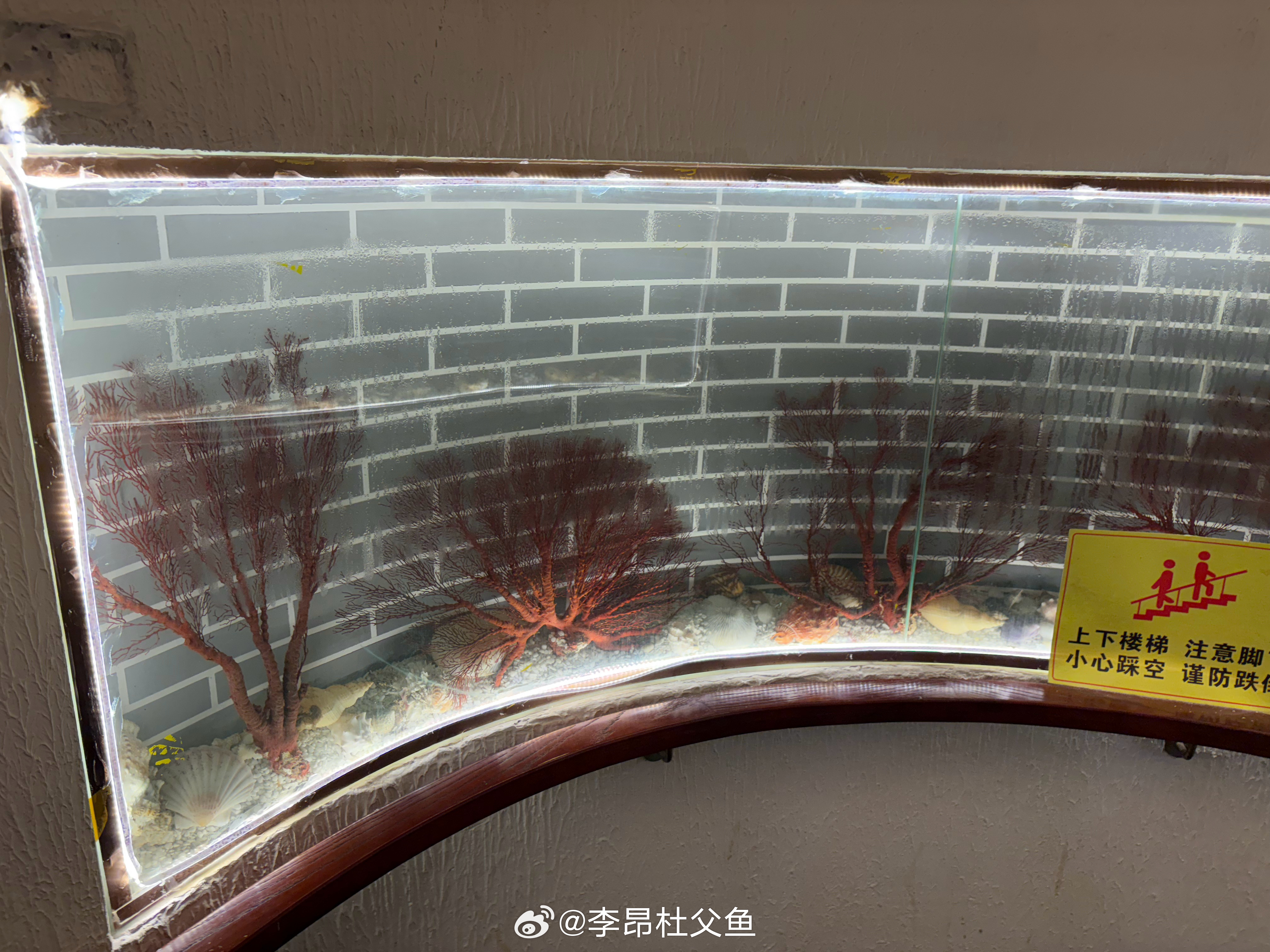 老饭店一隅，摆了很多“海底柏”和…。“海底柏”为软珊瑚目、扇珊瑚科、扇珊瑚属/M