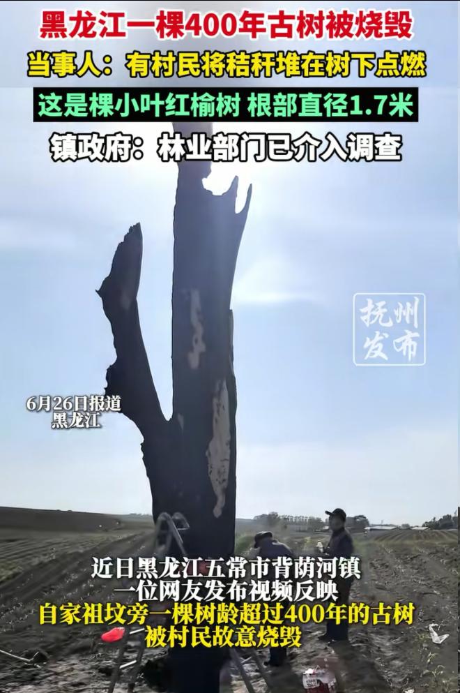 四百年原生古树无任何官方防护备案，在黑龙江五常遭人为蓄意焚烧损毁。
 
这起乡村