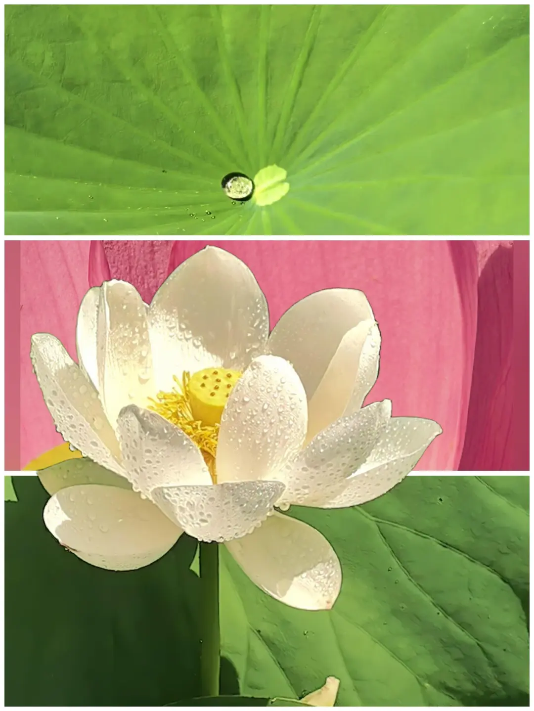 全网没见过这么拍荷花的✨️
