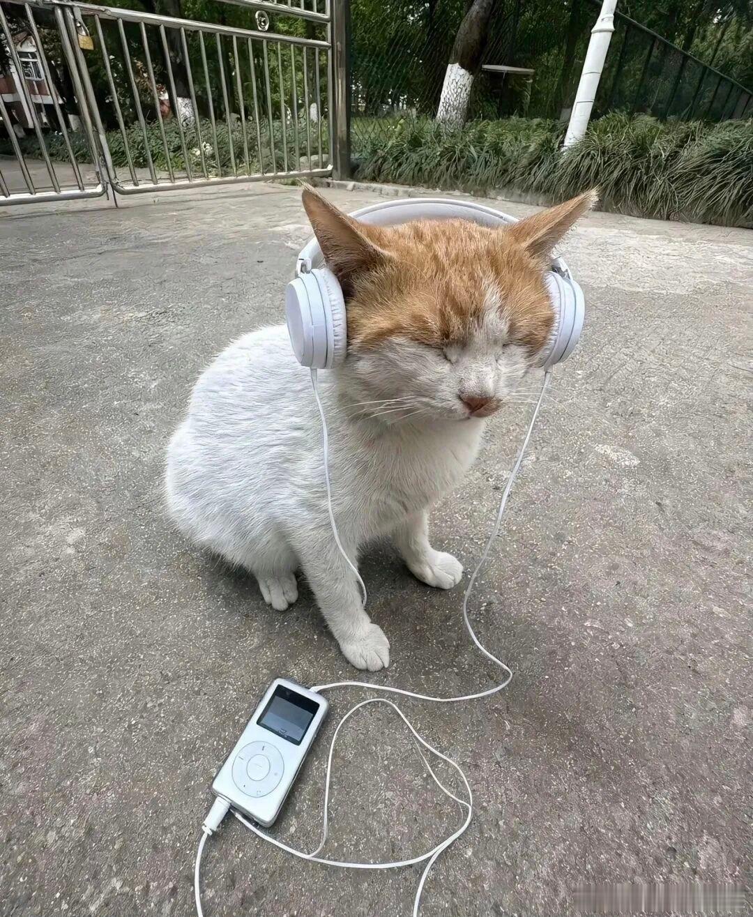 Real music！宠物卖萌中心 ​​​
