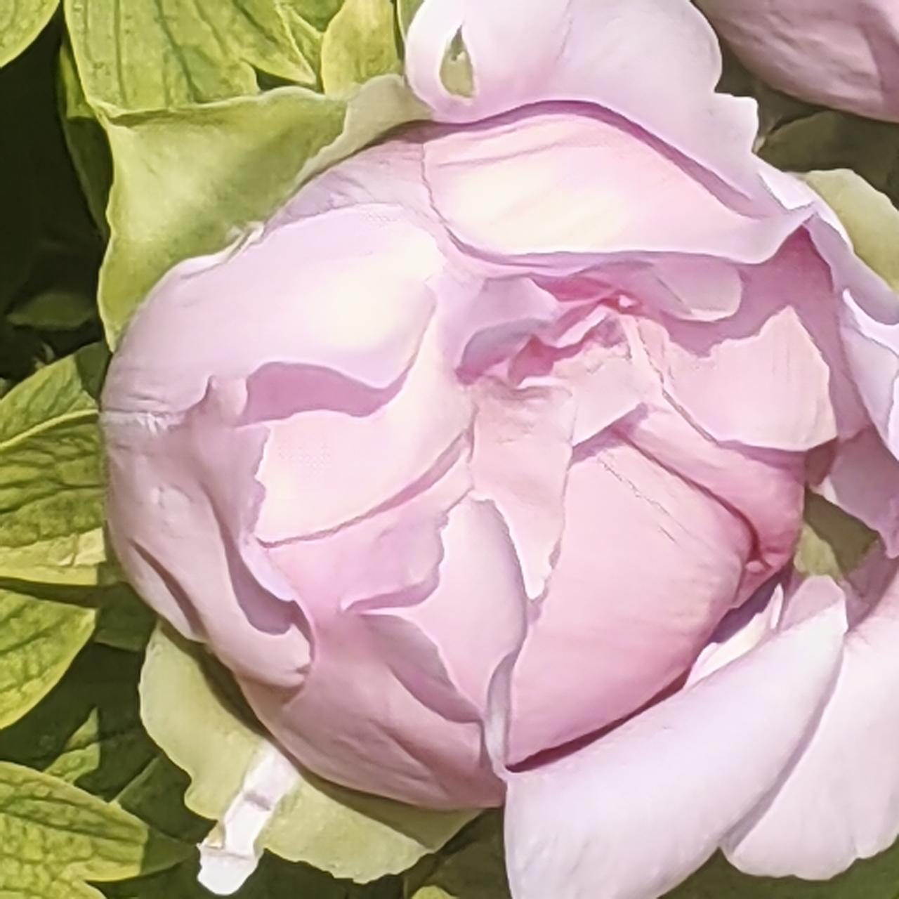 含苞待放，就已尽显锋芒。少了一份欲说还休，尽是百花之王的霸气侧漏。师友们猜猜这是