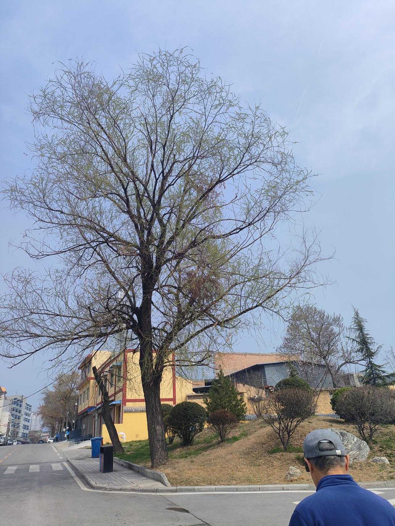 2. 春风拂过，街边的柳树悄悄冒了新芽。褪去了冬日的萧瑟，在蓝天下舒展枝桠。日子