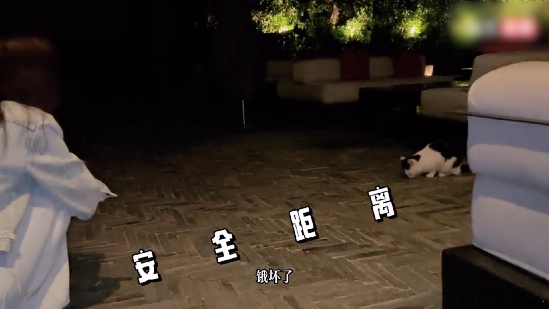 于文文带猫原地出道了于文文好一个爱猫女[拜托]是谁想做姐姐的猫猫🐱向出发，上班