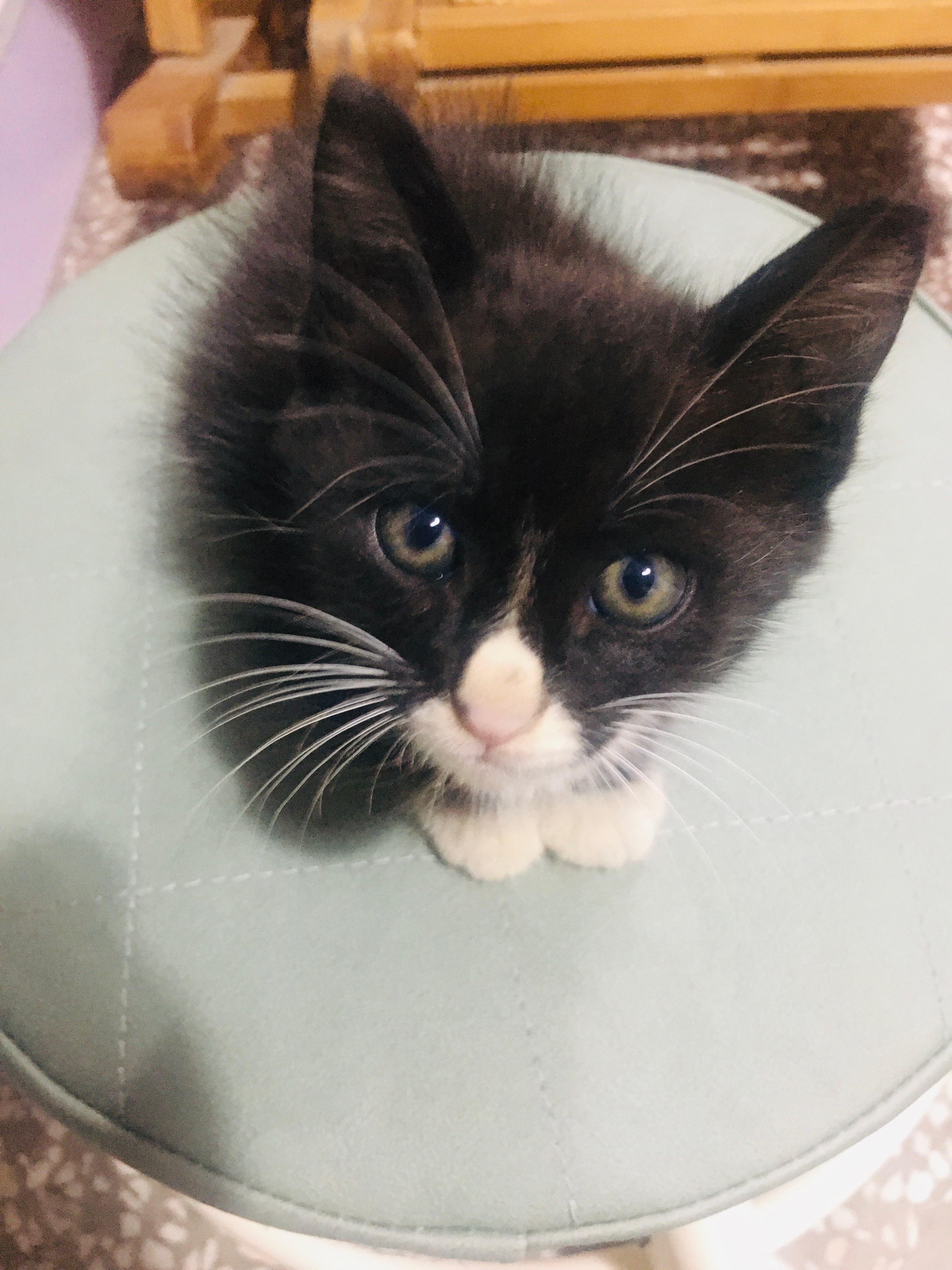 真是可可爱爱呀！猫咪 福豆 可爱萌宠 猫咪日常 ​​​